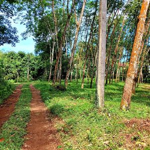 Land For Sale in Bulathsinhala - Image 4