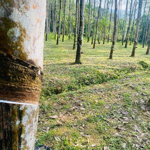 Land for sale in padukka - Image 2