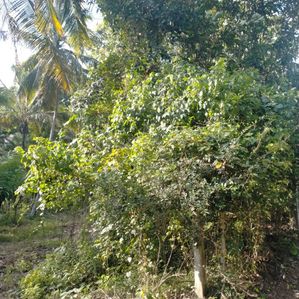 Land for Sale in Kurunegala - Image 2