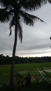 Land for sale Pallewela
