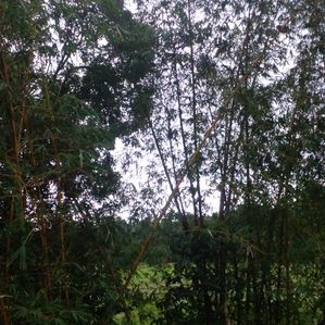 Land for sale Pallewela - Image 4