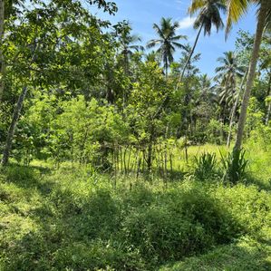 Land for Sale Assanawaththa, Divulapitiya - Image 4