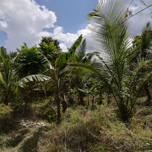 Anuradhapura Sinnakkara Land for Sale – ( Jaffna Junction) - Image 3