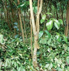 බලපිටිය කුරුඳු ඉඩමක් විකිණීමට