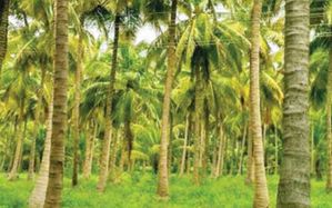 Land for Sale in Mawathagama