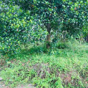 Land for Sale in Kaduwela - Image 2