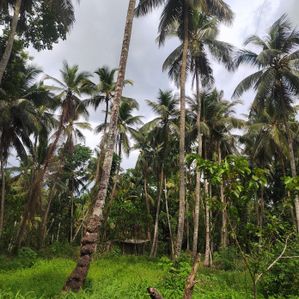 Land for Sale in Udugampola, Naiwala road, Marapola - Image 2