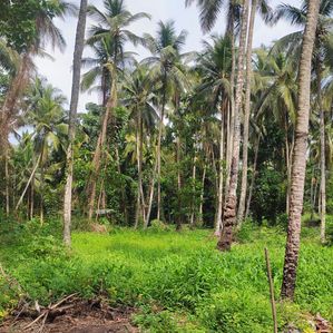 Land for Sale in Udugampola, Naiwala road, Marapola - Image 3
