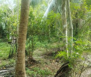Valuable Land in Ahangama for Sale for sale