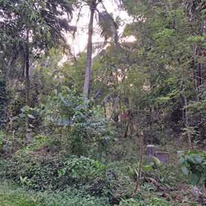 Valuable Land in Ahangama for Sale - Image 2