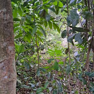 Valuable Land in Ahangama for Sale - Image 3