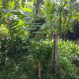 Land for Sale in Gampaha-Oruthota - Image 2