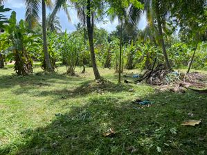 Coconut Land for Sale in Kurunegala