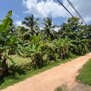Coconut Land for Sale in Kurunegala - Image 2