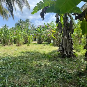 Coconut Land for Sale in Kurunegala - Image 4