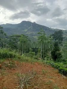 Land for sale in Shemrock, Nawalapitiya