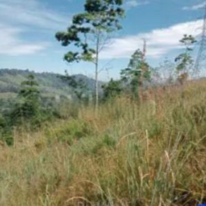 Land for sale in Shemrock, Nawalapitiya - Image 4