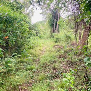 Land For Sale In Nikawaratiya - Image 3