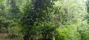 3.5 Acres Land for Sale in Elpitiya, Uranwala.