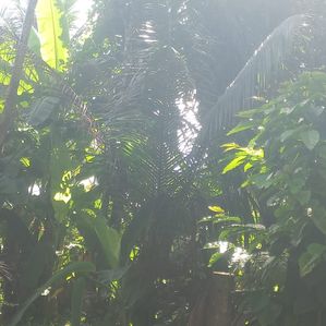 BEST RESIDENTIAL 10P LAND FOR SALE PILIYANDALA WERAHERA - Image 2