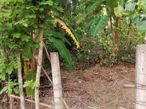 ගාල්ල බද්දේගම හල්පාතොටින් පදිංචියට සුදුසු බිම් කොටසක් විකිණීමට for sale in Galle, Galle