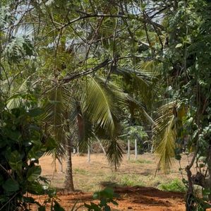 Weligama - Thelijjavila Main Road Land for sale - Image 3