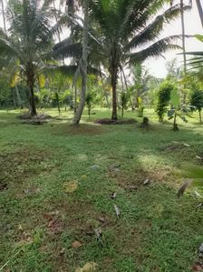 Land for sale Gonulla for sale