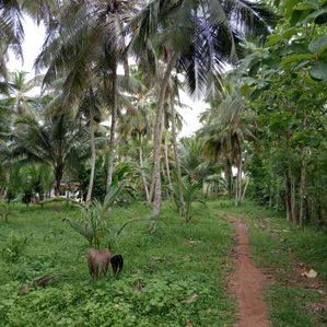 Land for sale Gonulla - Image 2