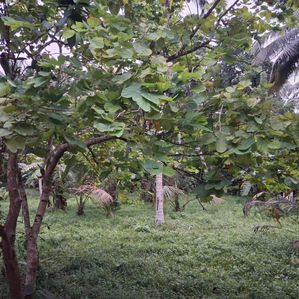 Land for Sale-Negombo - Image 2
