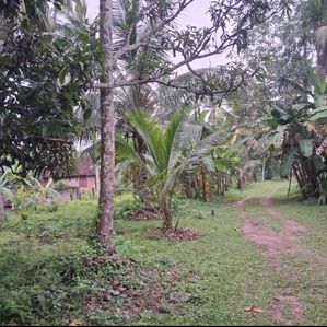 Land for Sale-Negombo - Image 3
