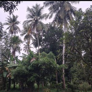Land for Sale-Negombo - Image 4