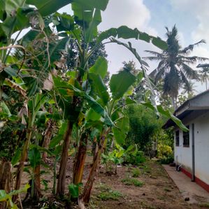 land for sale in Negombo - Image 2