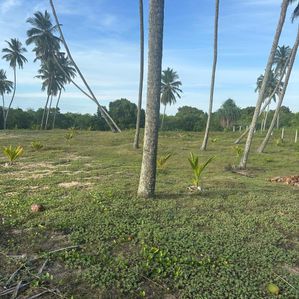 Beach Land for Sale in Tangalle Rekawa - Image 2