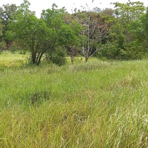 Land For sale 25acres Monaragala - Image 2