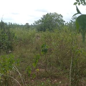 Land For sale 25acres Monaragala - Image 3