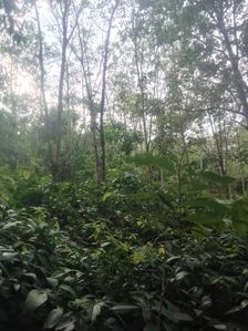 Rubber Estate for Sale in Ratnapura