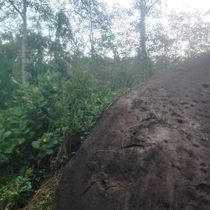 Rubber Estate for Sale in Ratnapura - Image 2