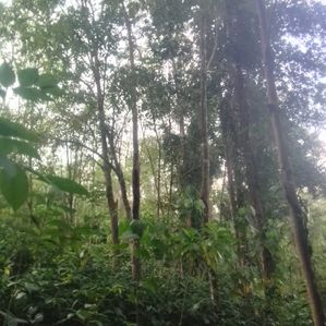 Rubber Estate for Sale in Ratnapura - Image 3
