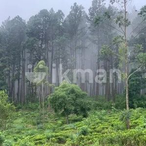 Ramboda Two Block of Land - Image 2