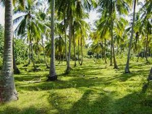 Land for sale at Kuliyapitiya