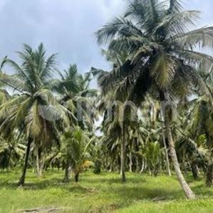 Land for sale at Kuliyapitiya - Image 2
