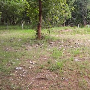 Land Sale in Anuradhapura Ulukkulama - Image 2