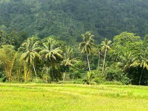 Land For Sale in Matale (Thibbotuwawa)
