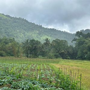 Land For Sale in Matale (Thibbotuwawa) - Image 2