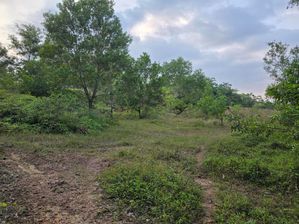 515 Perches Land for Sale Hapugala