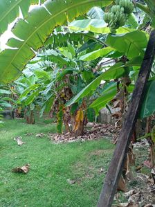 වත්තල ඉඩමක් විකිණීමට