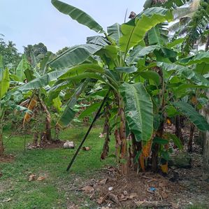 වත්තල ඉඩමක් විකිණීමට - Image 2