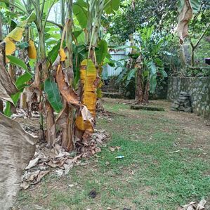 වත්තල ඉඩමක් විකිණීමට - Image 3