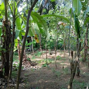 Amunugoda Land for Sale - Image 3