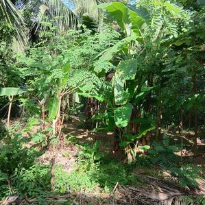 Amunugoda Land for Sale - Image 4